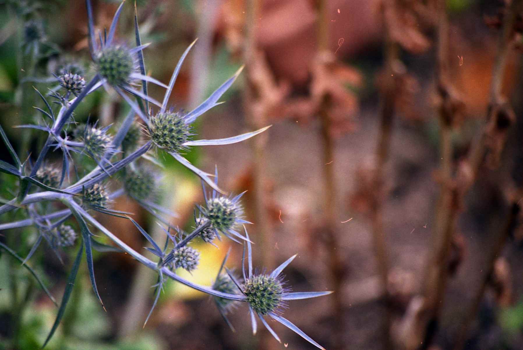 Echinops ritro, Globe thistle — upright deciduous (Asteraceae) (image 8 of 10)