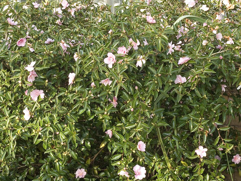 Camellia sasanqua (sasanqua camellia) (alternate view 9)