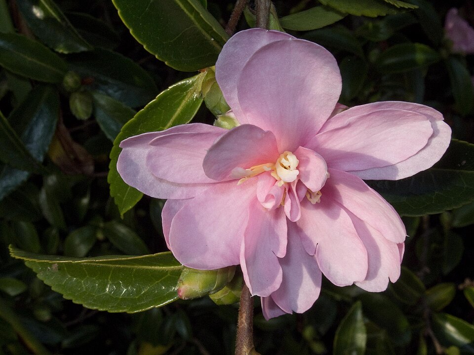 Camellia sasanqua (sasanqua camellia) (alternate view 10)
