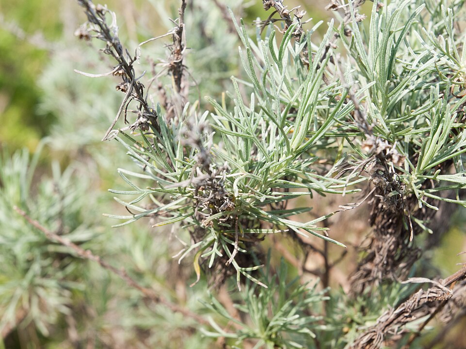 Artemisia californica (California sagebrush)