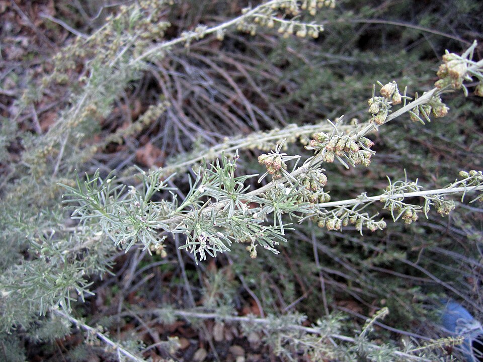 Artemisia californica (California sagebrush)