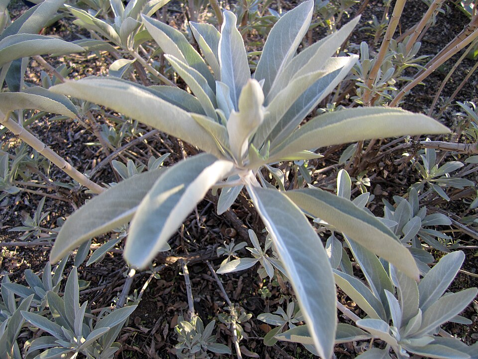Salvia apiana (white sage) (alternate view 4)