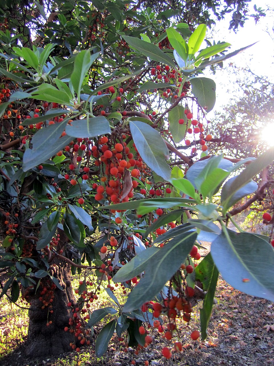 Arbutus menziesii (madrone) (alternate view 9)