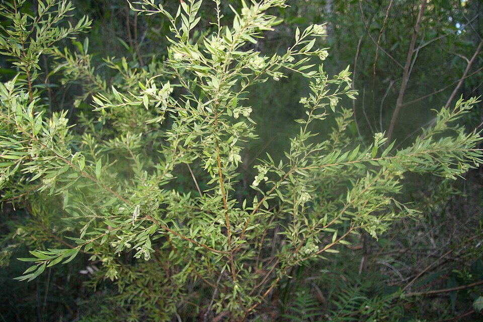 Grevillea mucronulata (Green Spider Flower) (alternate view 7)