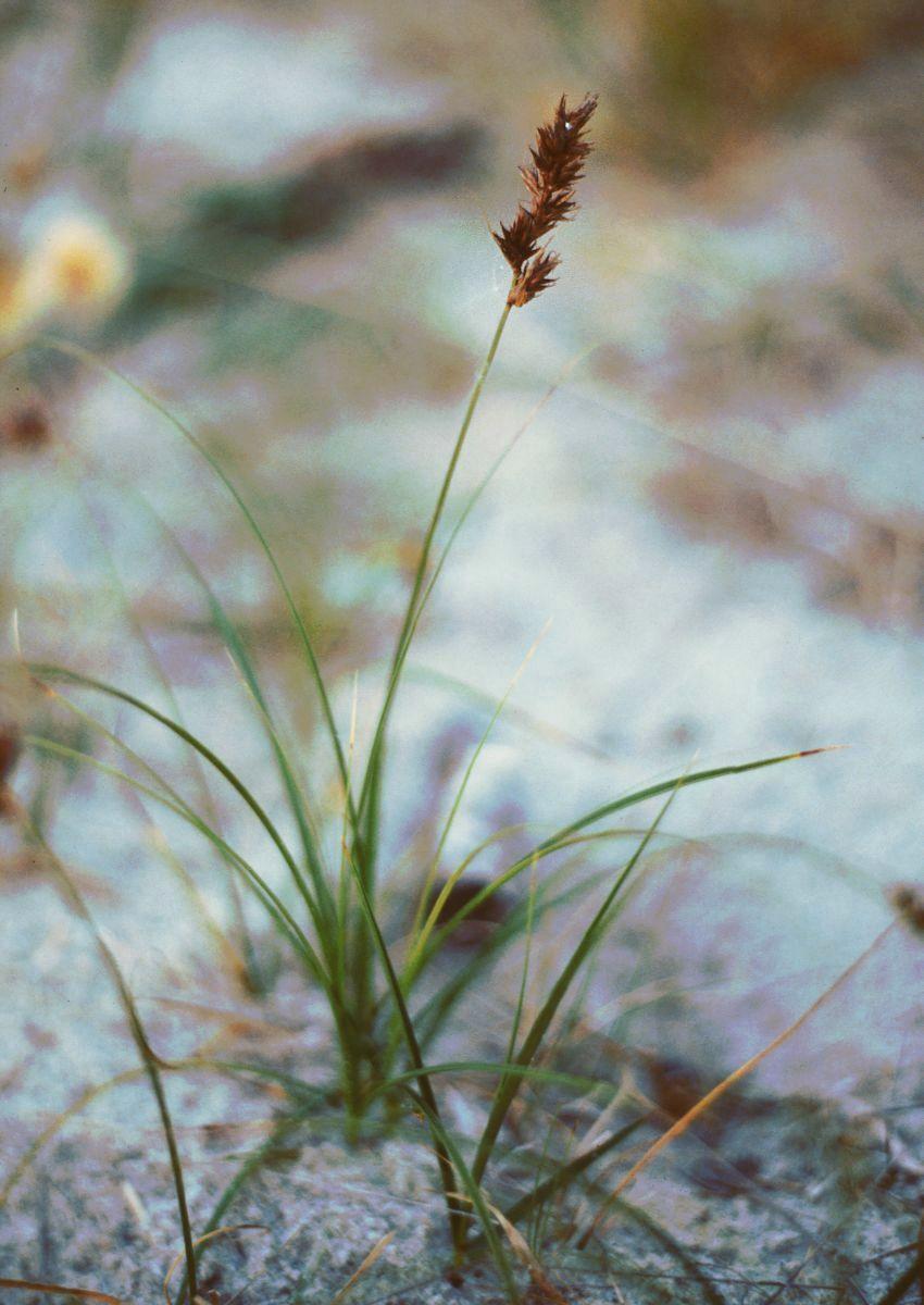 Carex arenaria (sand sedge)
