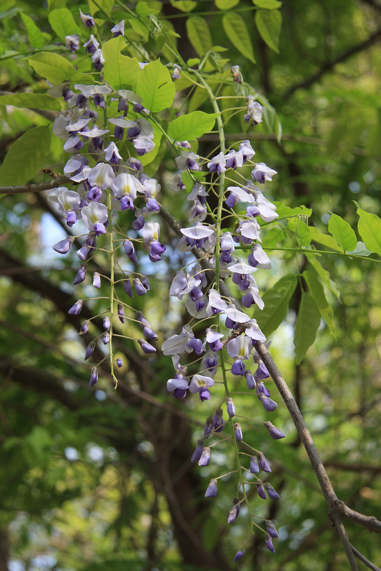 Wisteria frutescens, American wisteria — climbing deciduous (Fabaceae) (image 1 of 10)