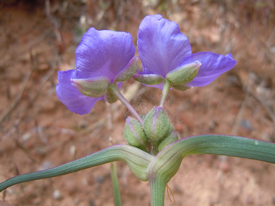Tradescantia occidentalis (Western Spiderwort) (alternate view 2)