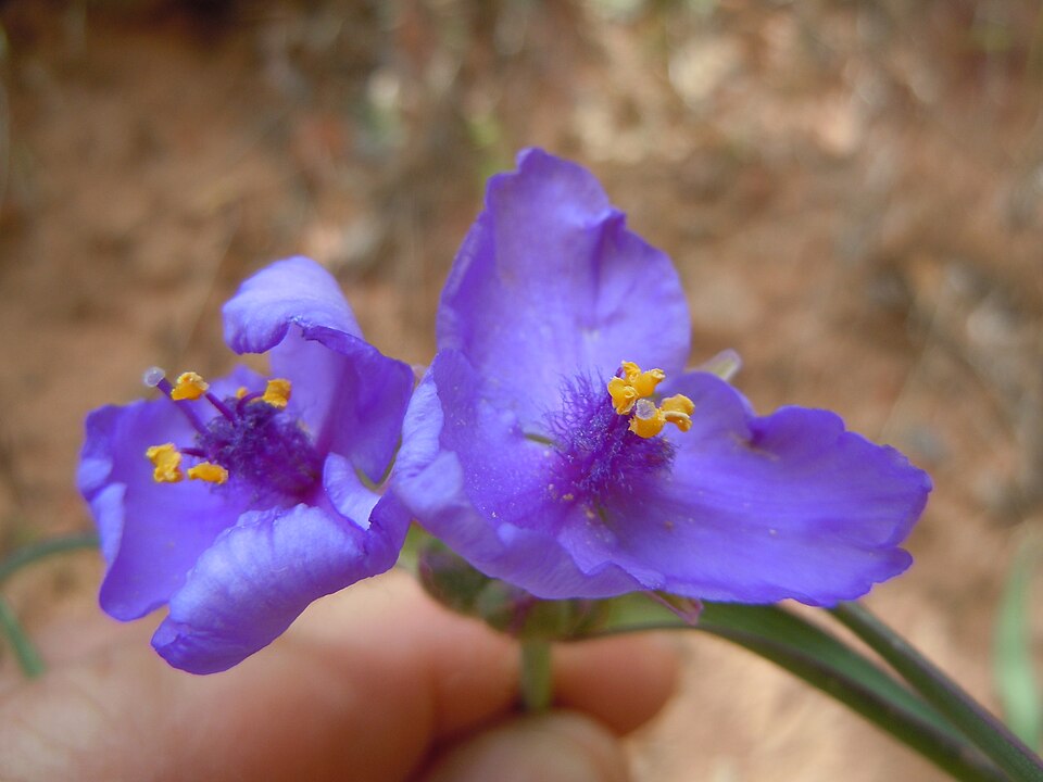 Tradescantia occidentalis (Western Spiderwort) (alternate view 3)