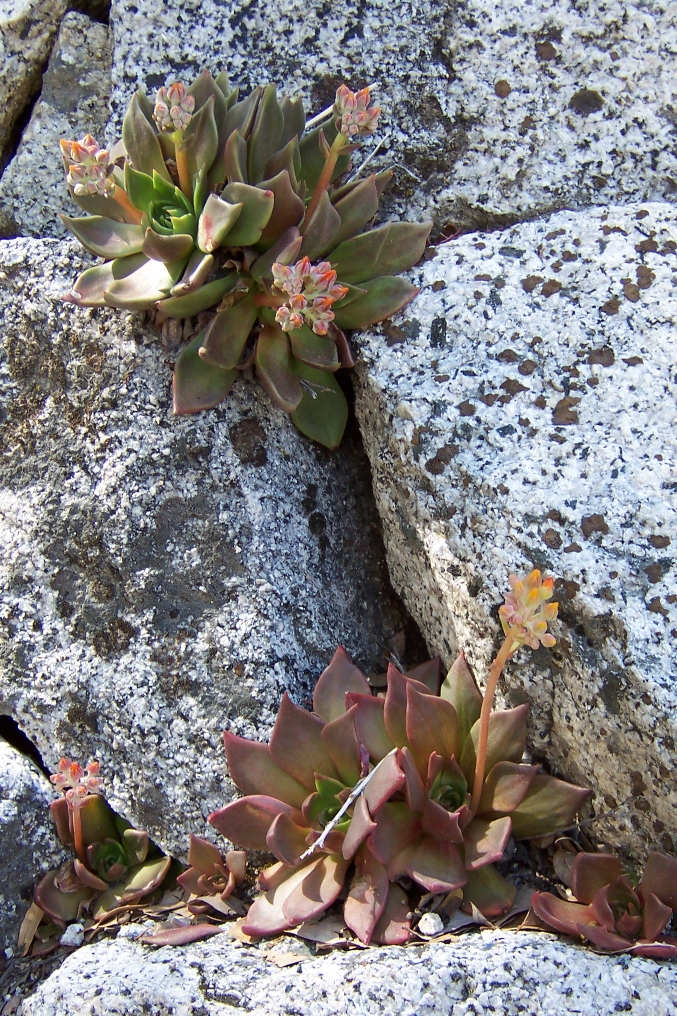 Dudleya cymosa (Canyon liveforever) (alternate view 5)