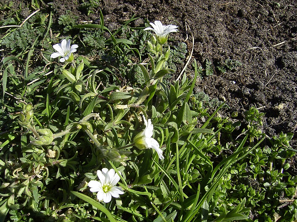 Cerastium arvense (field chickweed)
