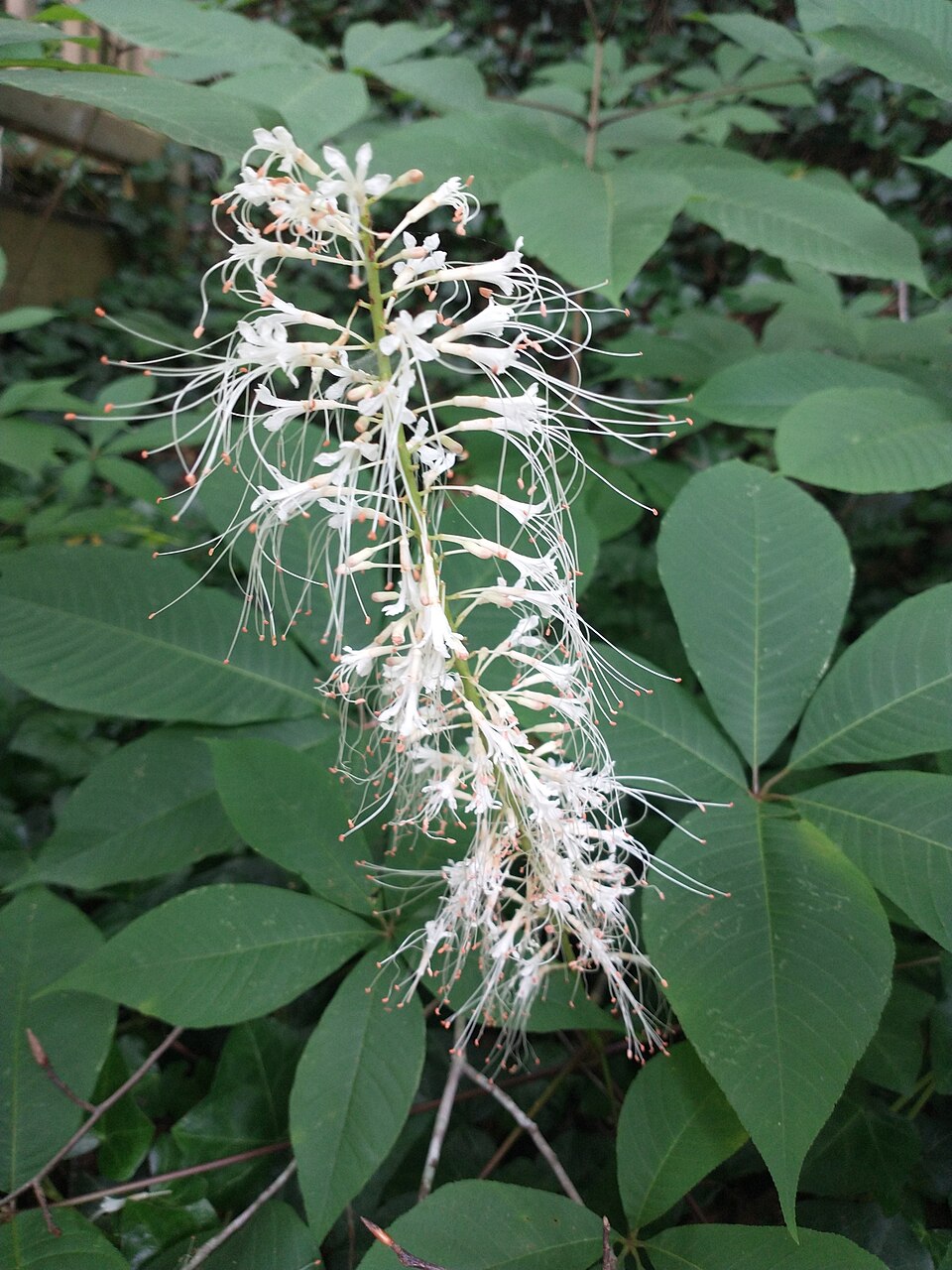 Aesculus parviflora (Bottlebrush Buckeye) (alternate view 5)