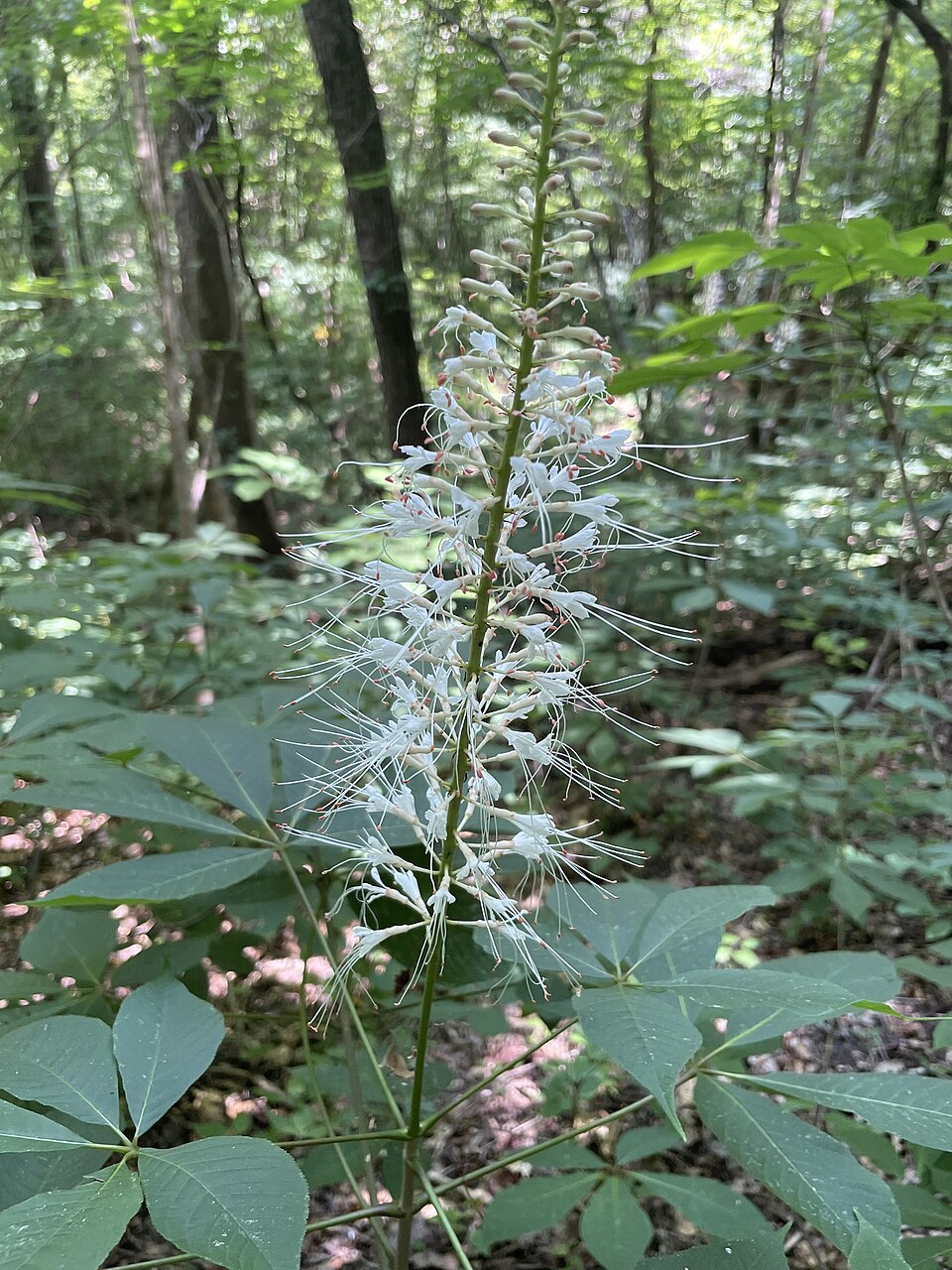 Aesculus parviflora (Bottlebrush Buckeye) (alternate view 6)