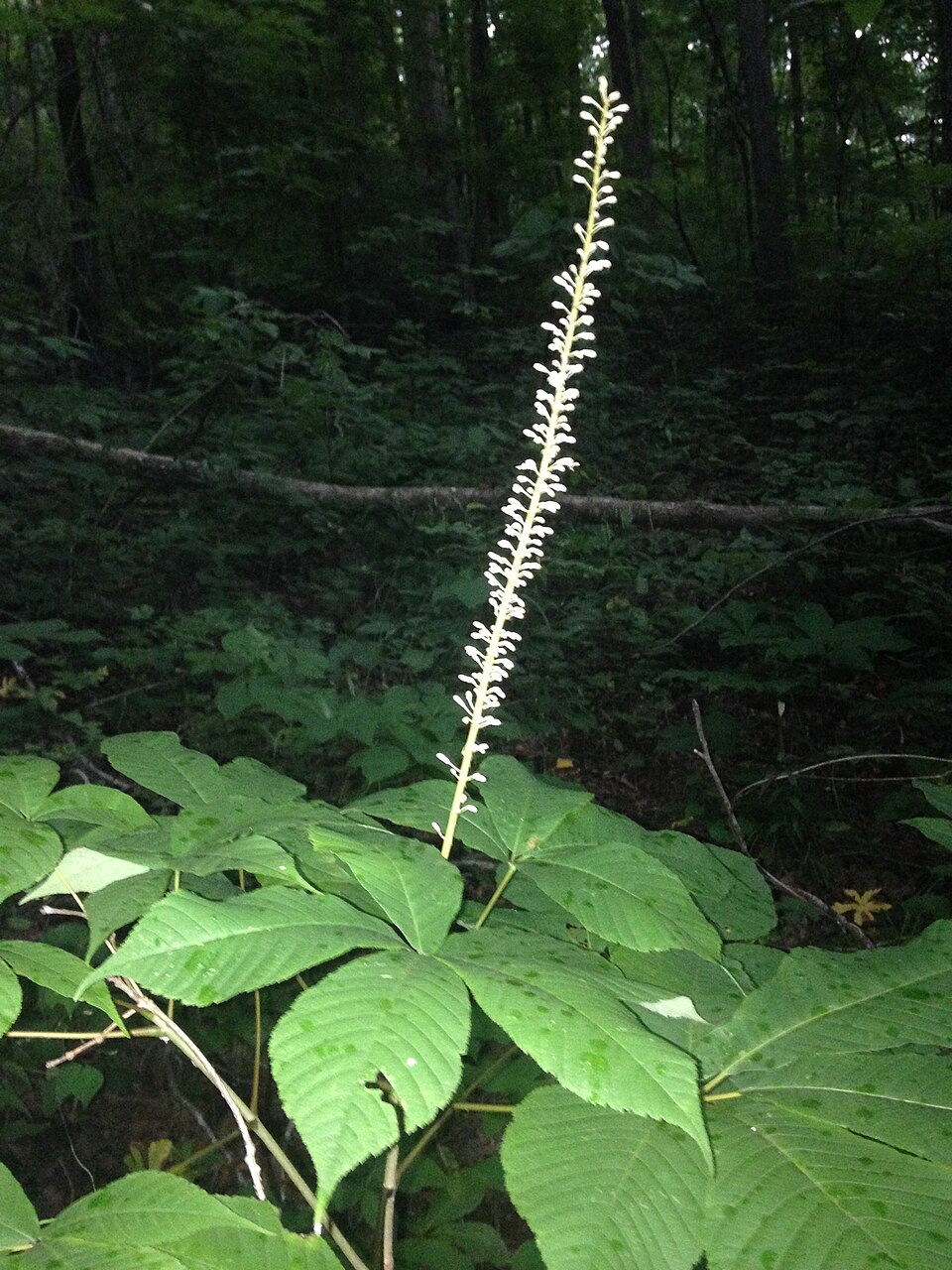 Aesculus parviflora (Bottlebrush Buckeye) (alternate view 7)