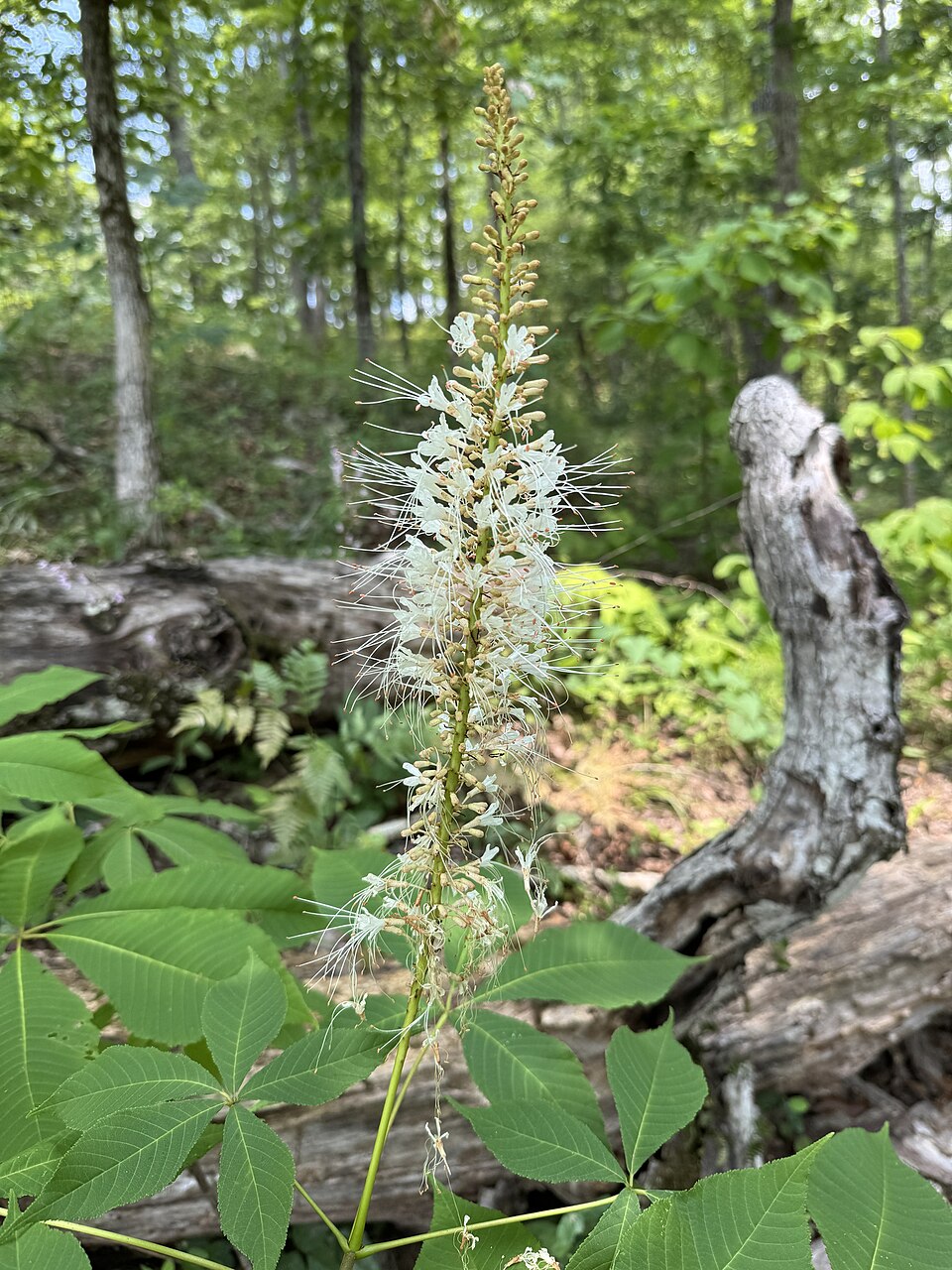 Aesculus parviflora (Bottlebrush Buckeye) (alternate view 8)