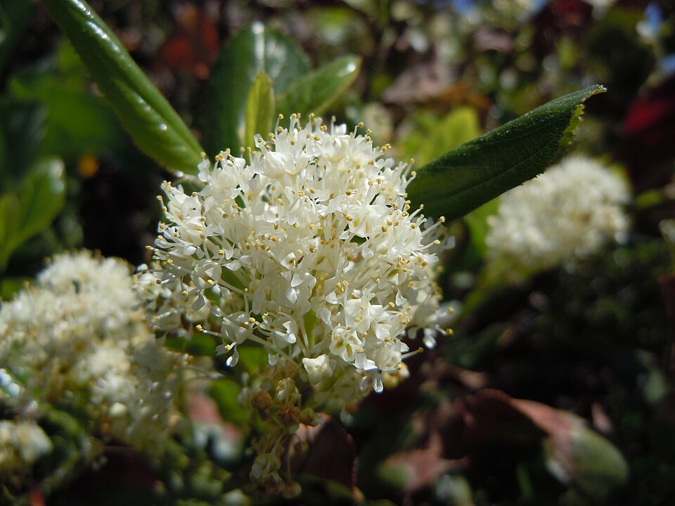 Ceanothus velutinus (Snowbrush) (alternate view 7)