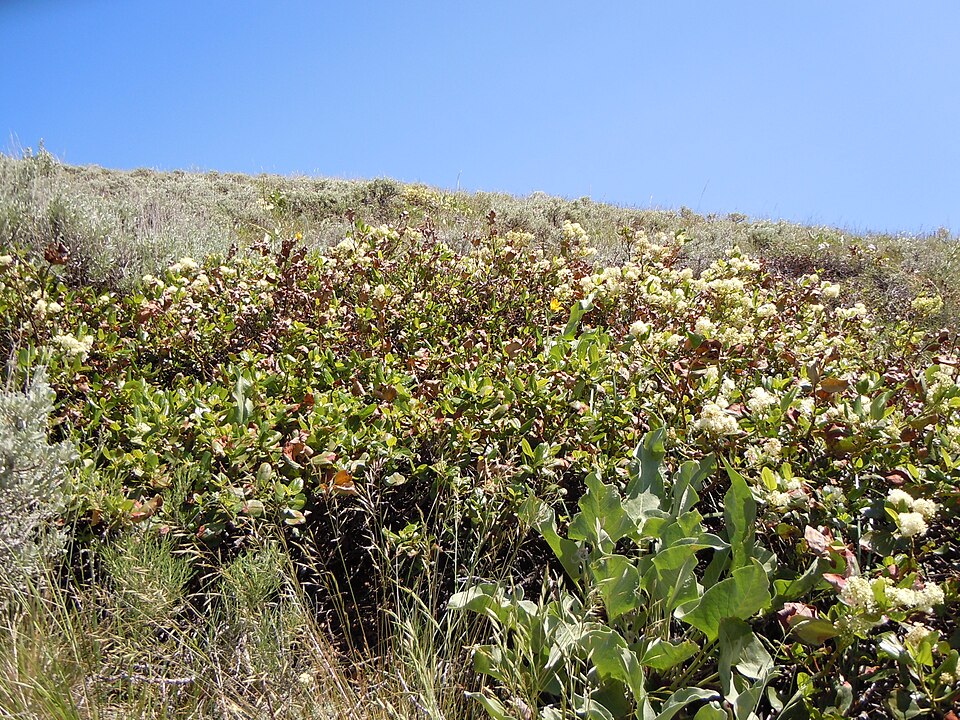 Ceanothus velutinus (Snowbrush) (alternate view 8)