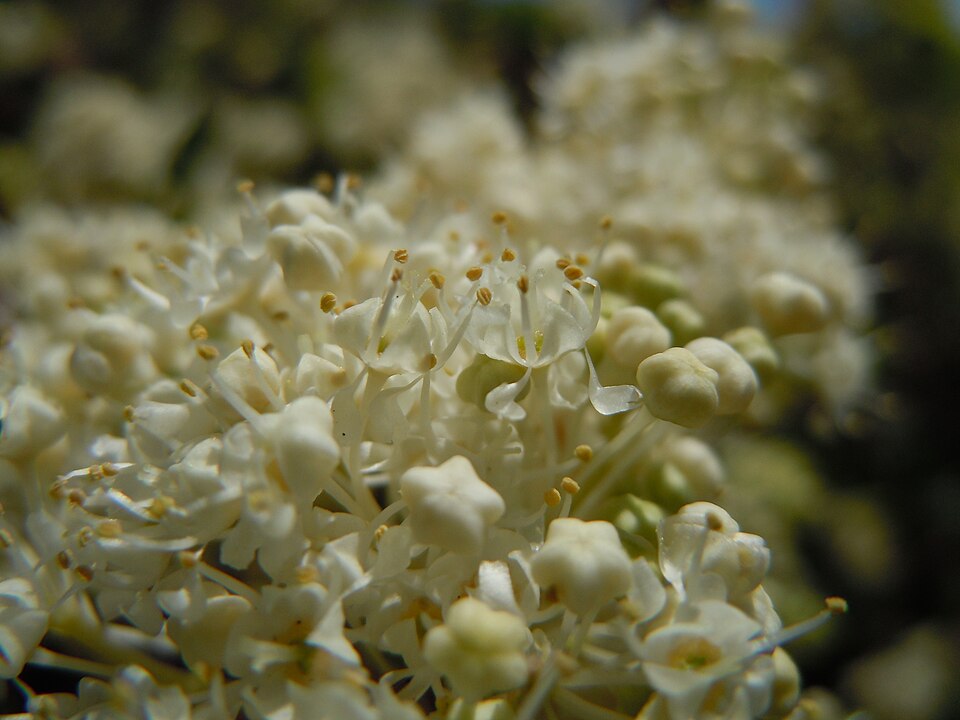 Ceanothus velutinus (Snowbrush) (alternate view 9)