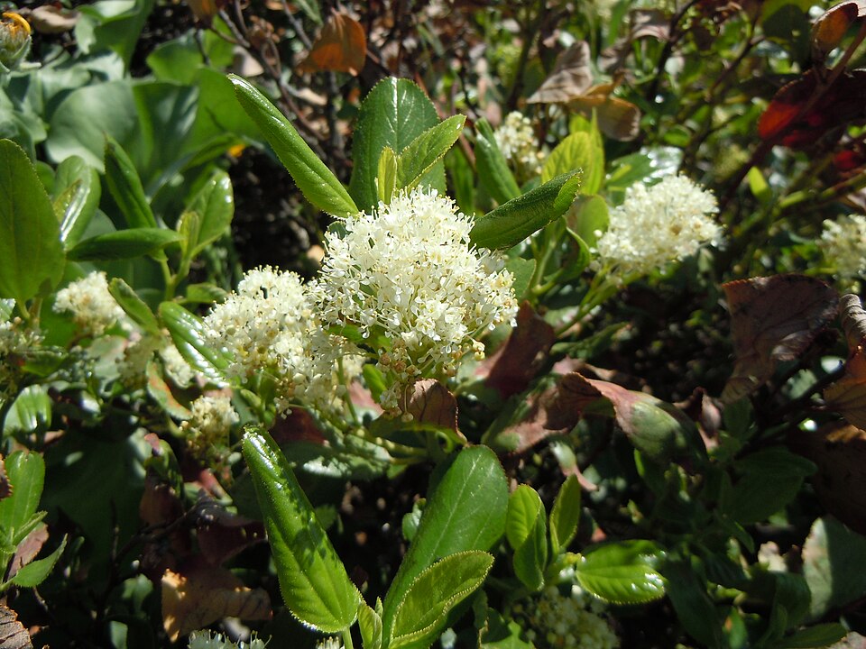 Ceanothus velutinus (Snowbrush) (alternate view 10)