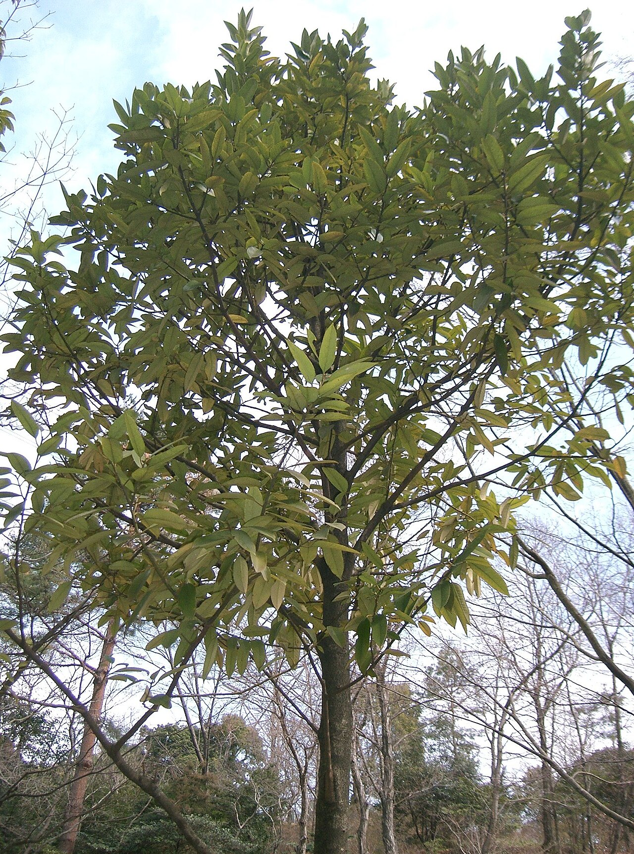 Ilex latifolia (Lusterleaf Holly)