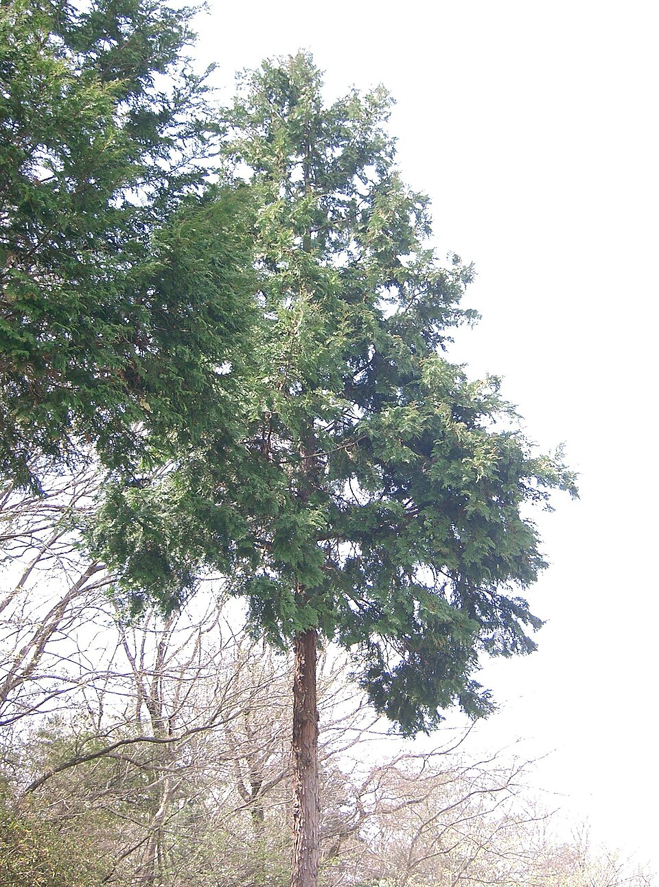 Chamaecyparis obtusa (Hinoki Cypress) (alternate view 5)