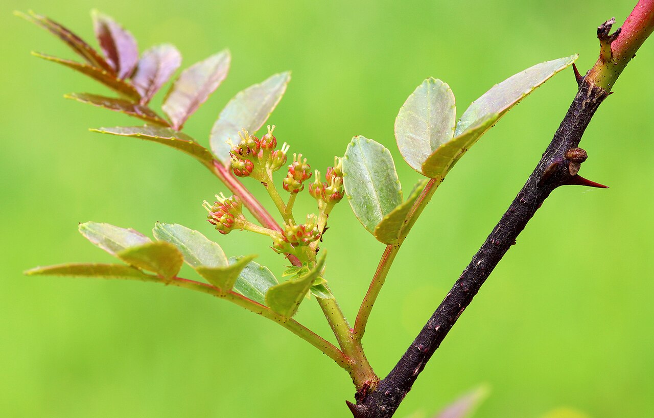 Zanthoxylum bungeanum, Sichuan pepper — upright deciduous (Rutaceae) (image 7 of 10)