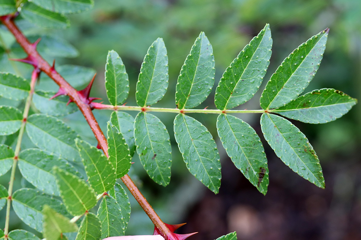 Zanthoxylum bungeanum, Sichuan pepper — upright deciduous (Rutaceae) (image 8 of 10)