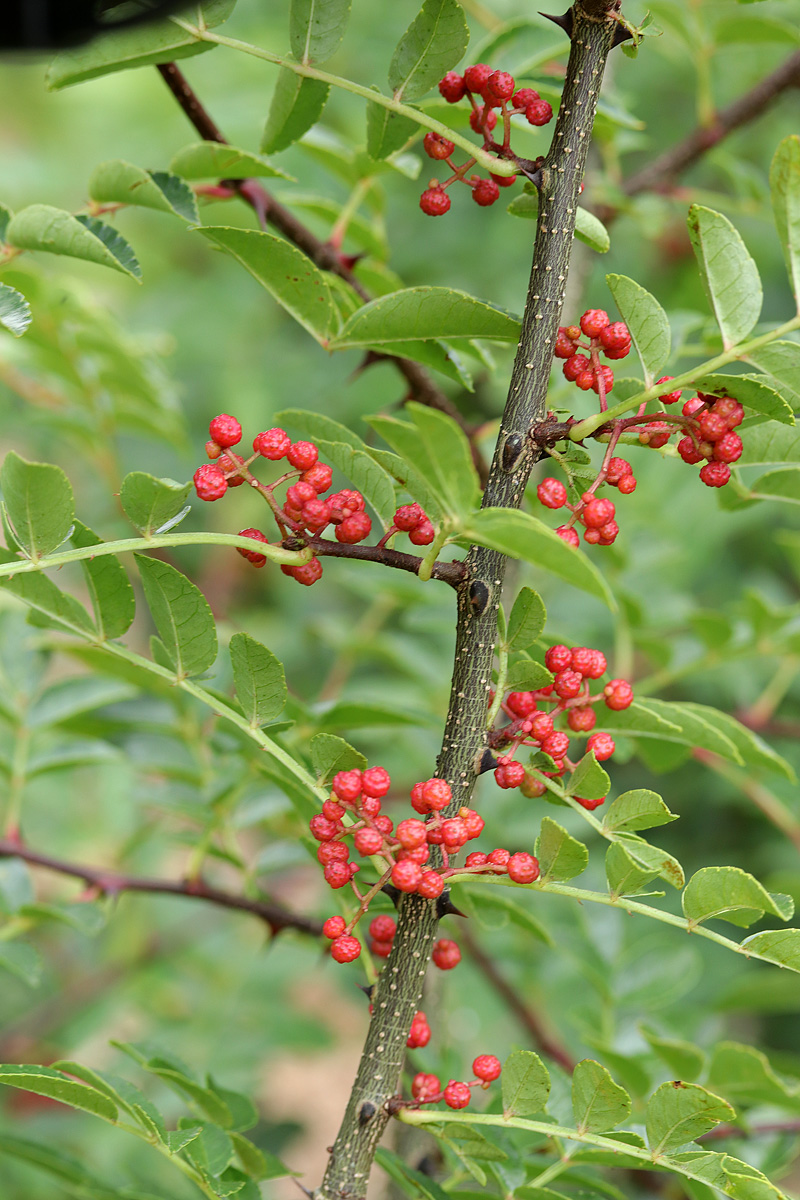 Zanthoxylum bungeanum, Sichuan pepper — upright deciduous (Rutaceae) (image 9 of 10)