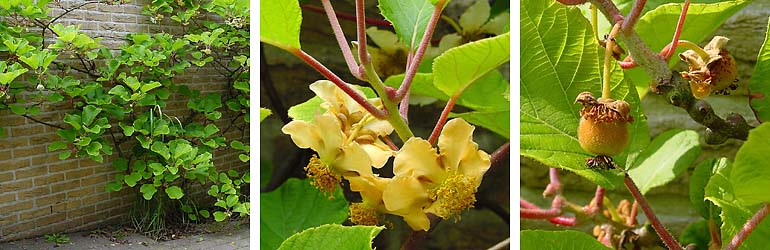 Actinidia chinensis, Kiwifruit — vining deciduous (Actinidiaceae) (image 2 of 9)