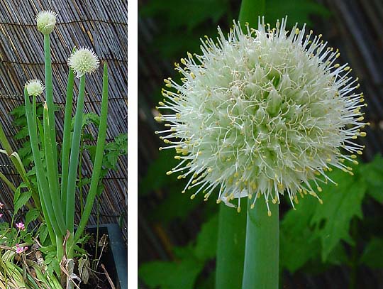 Allium fistulosum (Welsh Onion (Scallions)) (alternate view 8)