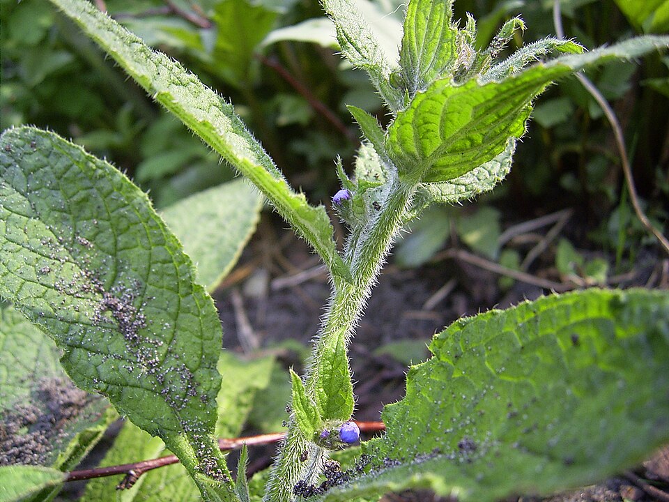 Pentaglottis sempervirens (Green Alkanet)