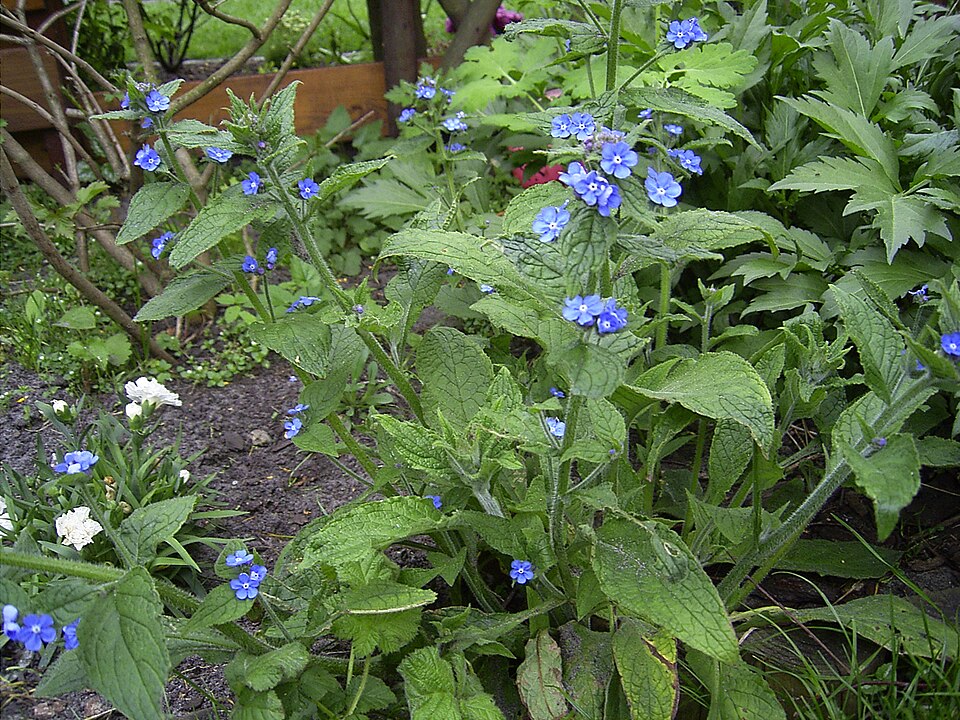 Pentaglottis sempervirens (Green Alkanet)