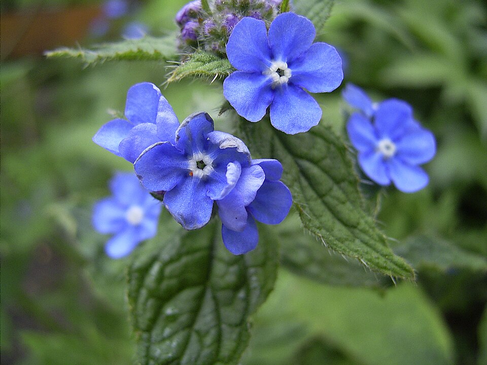 Pentaglottis sempervirens (Green Alkanet)