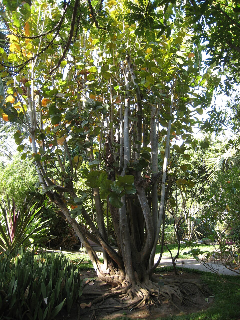 Coccoloba uvifera (Sea Grape) (alternate view 5)