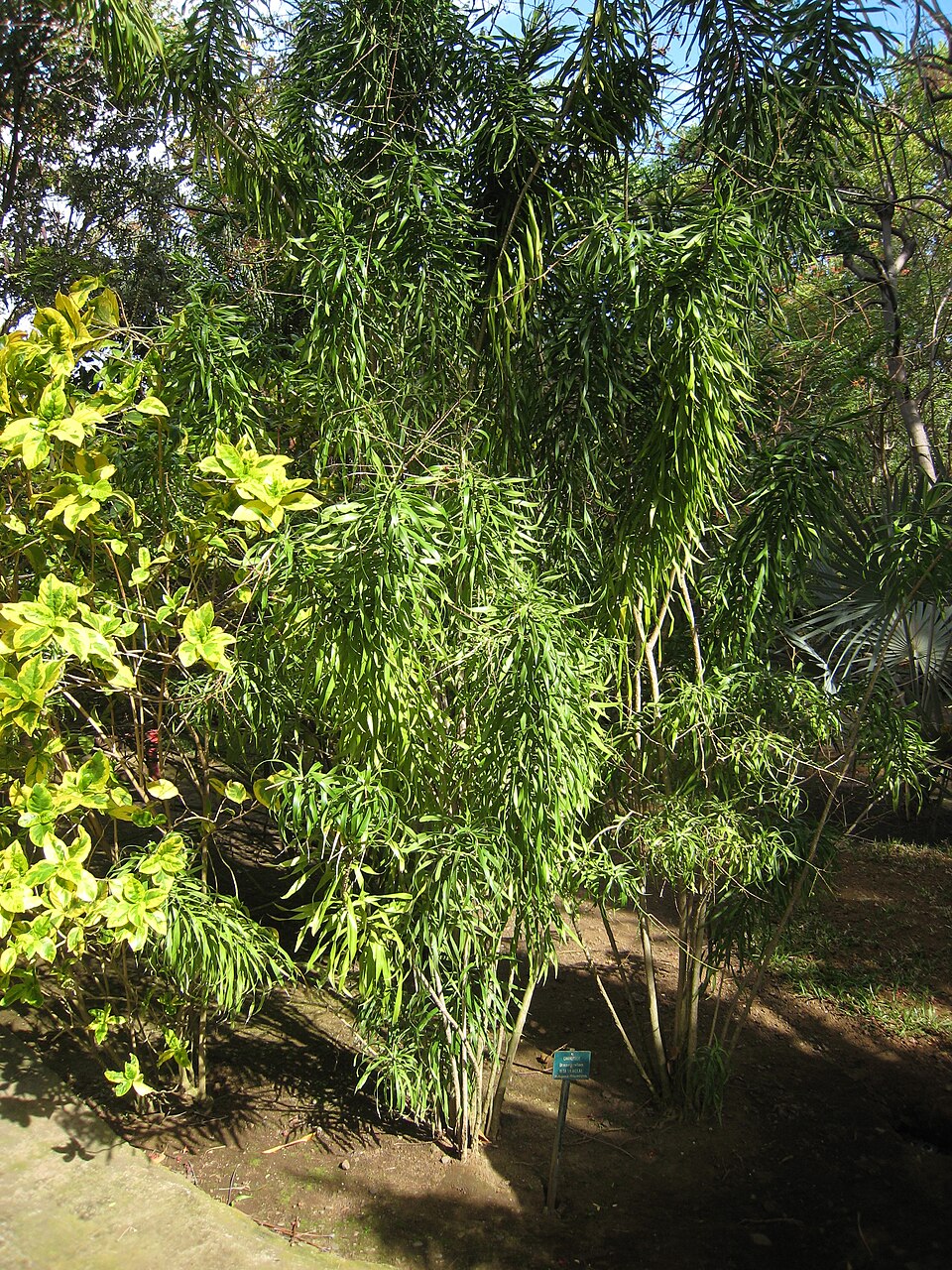 Dracaena reflexa (Song of India) (alternate view 11)