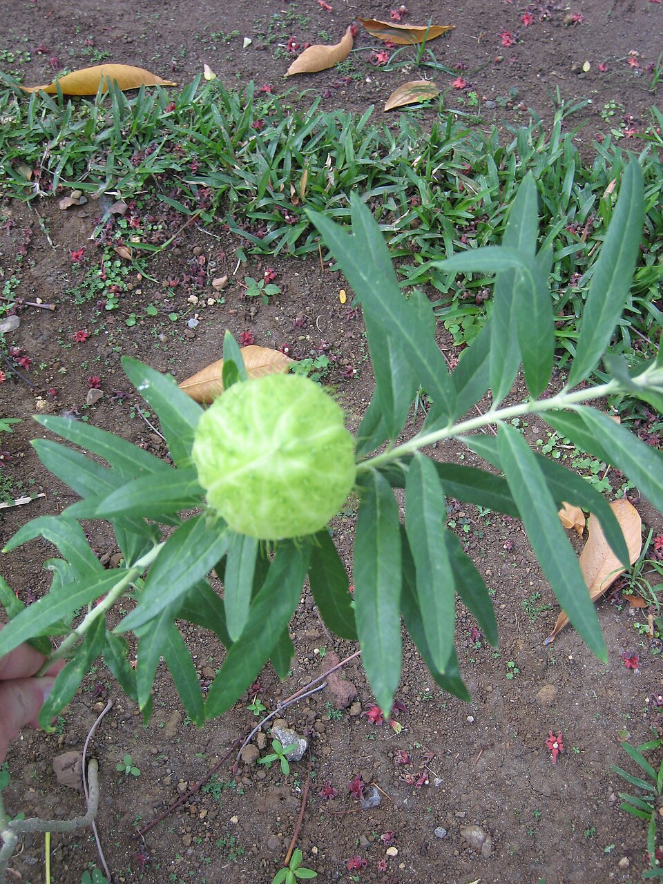 Gomphocarpus physocarpus (balloonplant) (alternate view 10)