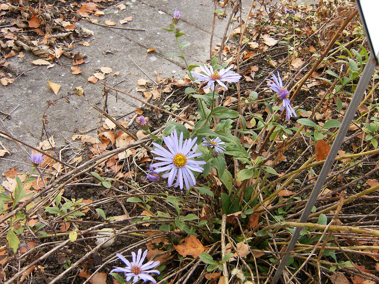 Aster frikartii, Frikart's aster — clumping deciduous (Asteraceae) (image 2 of 10)