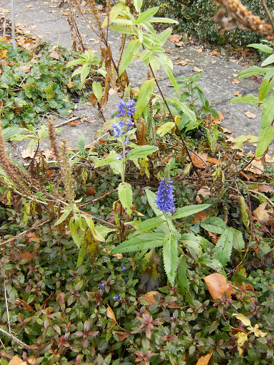Veronica spicata (veronica, speedwell) (alternate view 14)