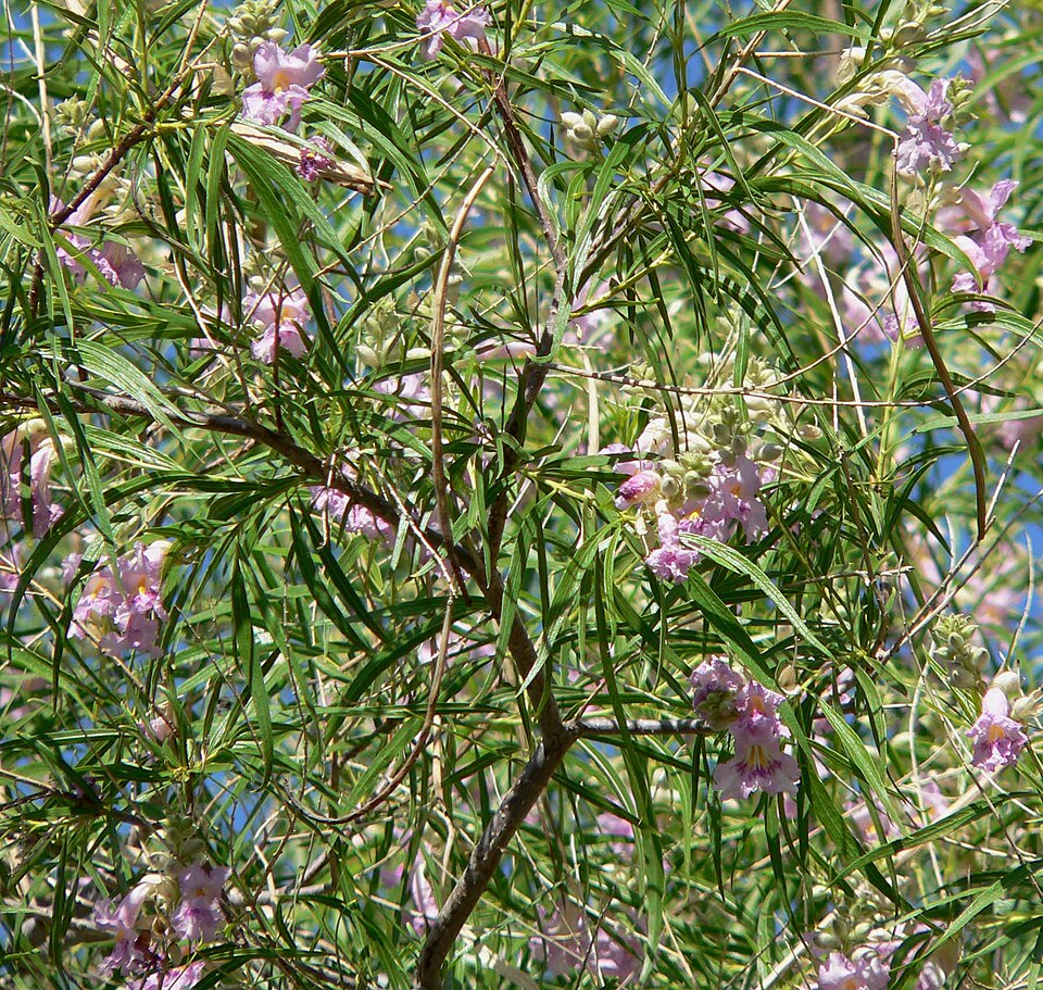 Chilopsis linearis (desert willow) (alternate view 2)