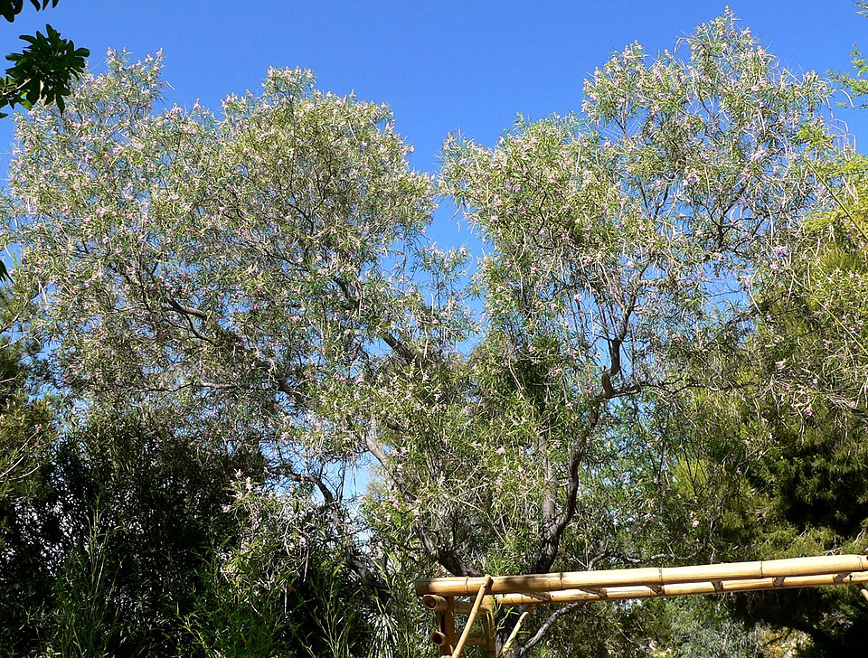Chilopsis linearis (desert willow) (alternate view 3)