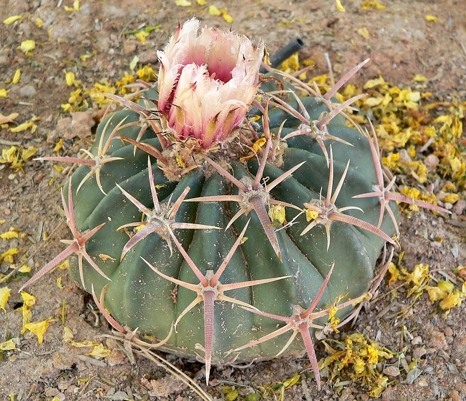 Homalocephala texensis (Horse Crippler Cactus) (alternate view 2)