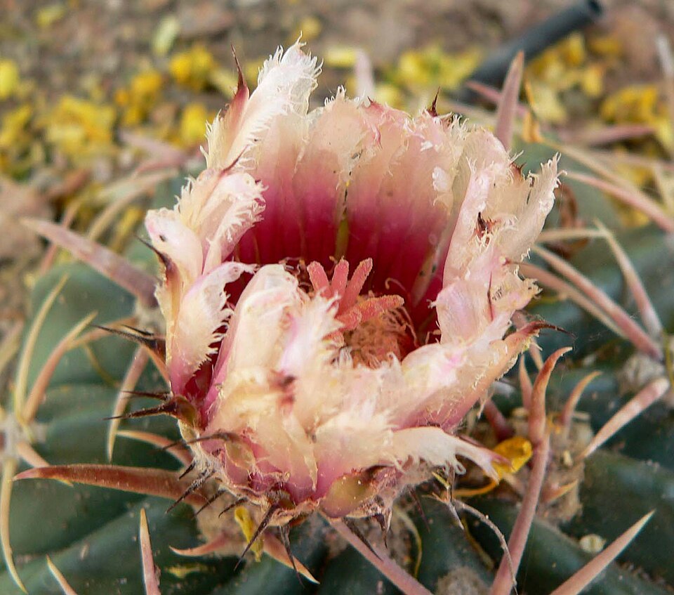 Homalocephala texensis (Horse Crippler Cactus) (alternate view 3)
