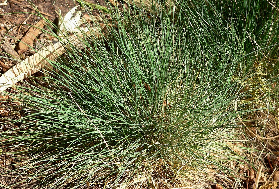 Festuca amethystina (alternate view 6)