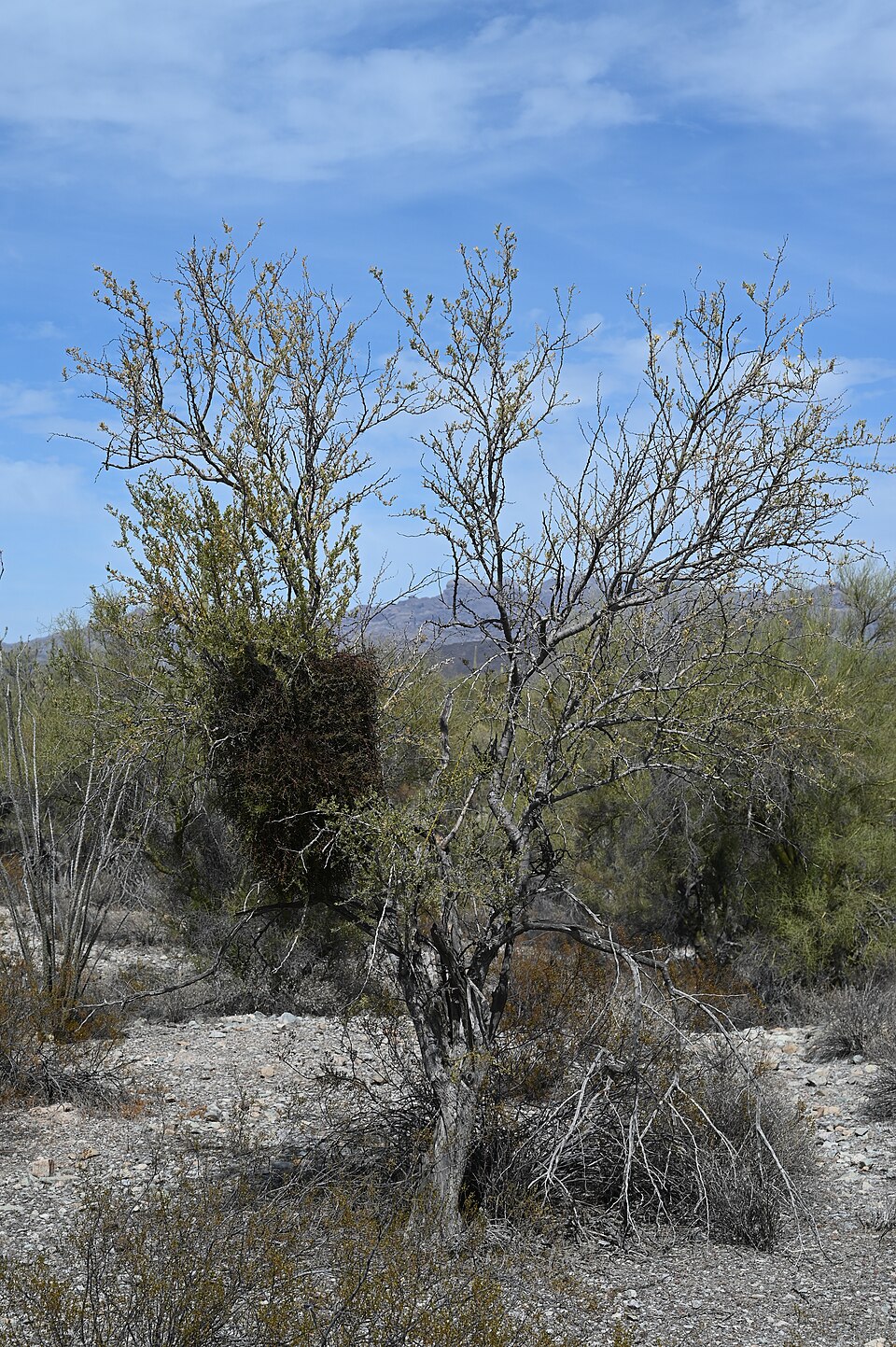Celtis pallida (spiny hackberry) (alternate view 7)