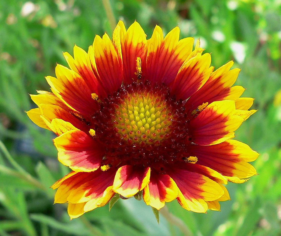 Gaillardia × grandiflora (Hybrid Blanketflower) (alternate view 6)