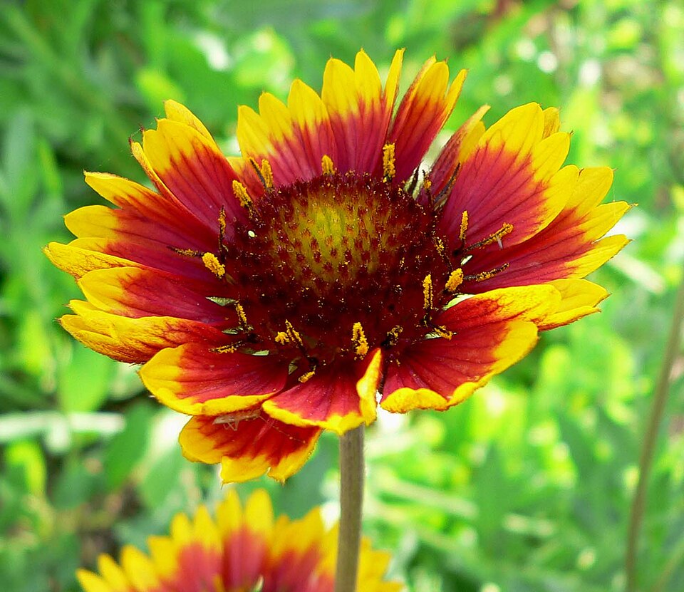 Gaillardia × grandiflora (Hybrid Blanketflower) (alternate view 7)