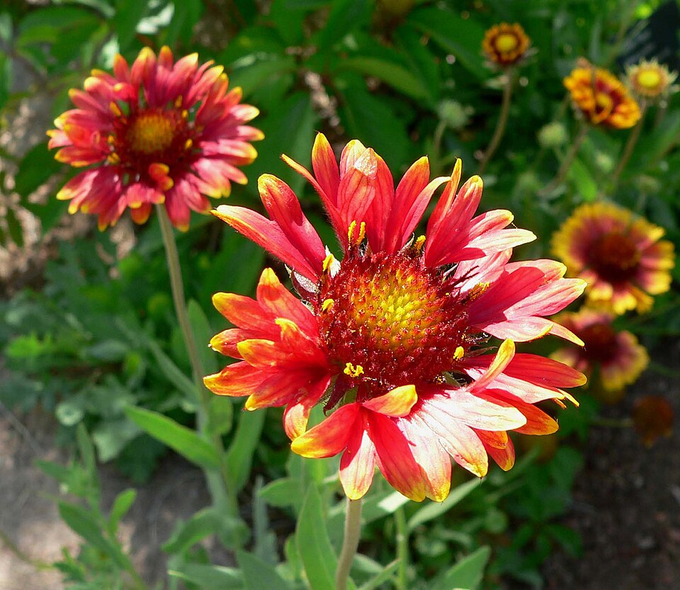 Gaillardia × grandiflora (Hybrid Blanketflower) (alternate view 8)