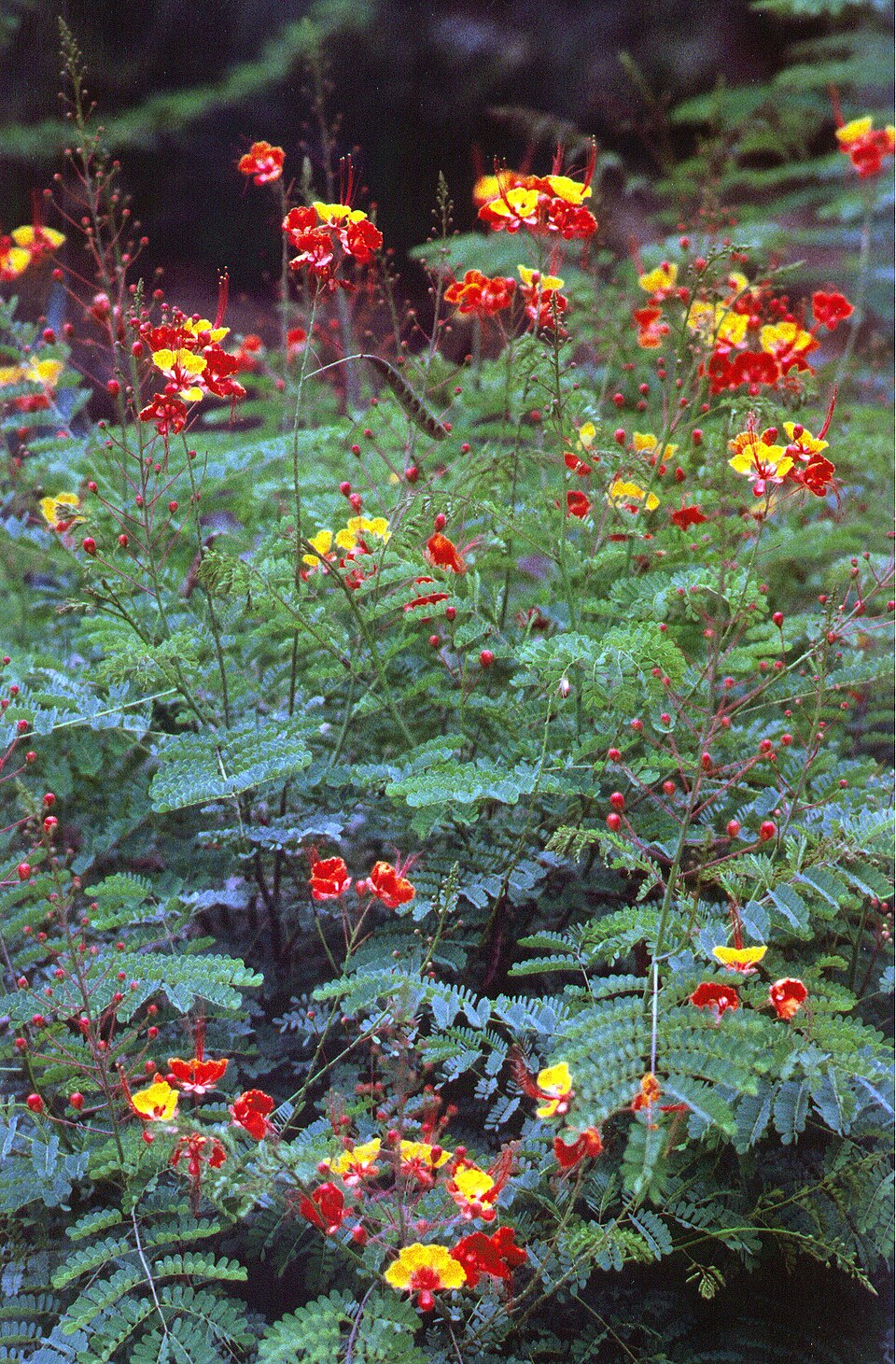 Caesalpinia pulcherrima (peacock flower)