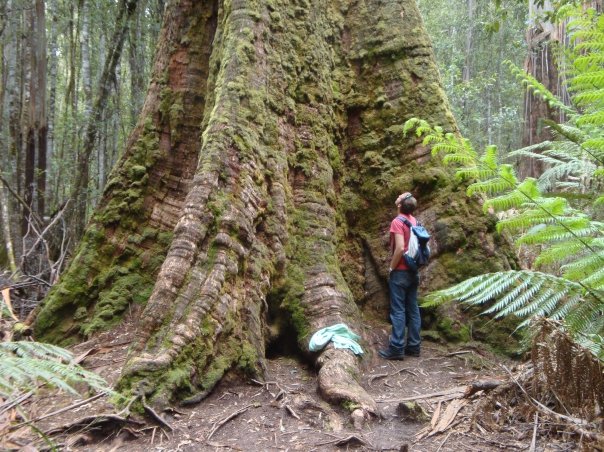 Eucalyptus regnans (Australian Mountain Ash) (alternate view 7)