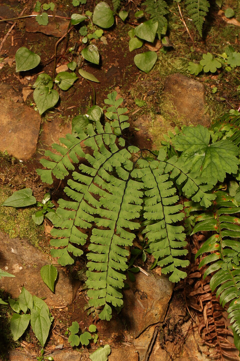 Adiantum aleuticum (western maidenhair fern) (alternate view 6)