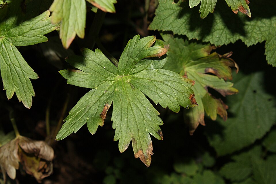 Delphinium trolliifolium (Streambank Larkspur) (alternate view 6)